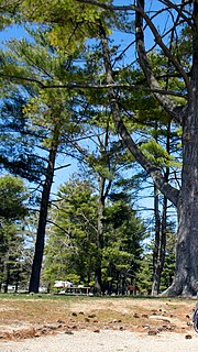 Uzun ağaçların arasındaki piknik korusu