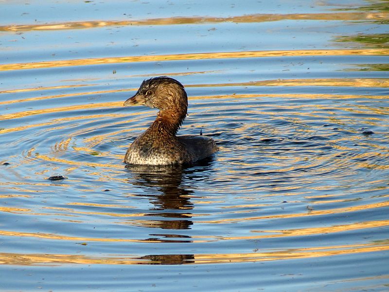 File:Pied-billed Grebe - Flickr - treegrow (6).jpg