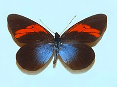 Pieridae - Pereute callinira.JPG