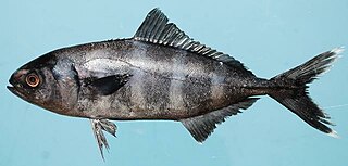 <span class="mw-page-title-main">Pilot fish</span> Species of fish