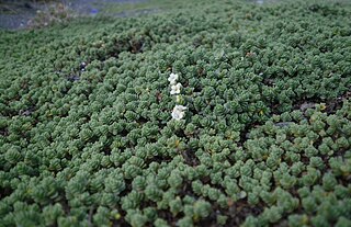 <i>Pimelea urvilleana <span style="font-style:normal;">subsp.</span> urvilleana</i> Subspecies of shrub