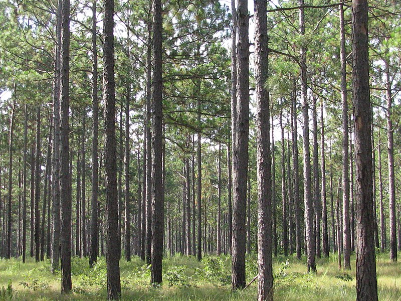 File:Pinus palustris forest.jpg