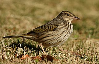 Striped pipit Species of bird