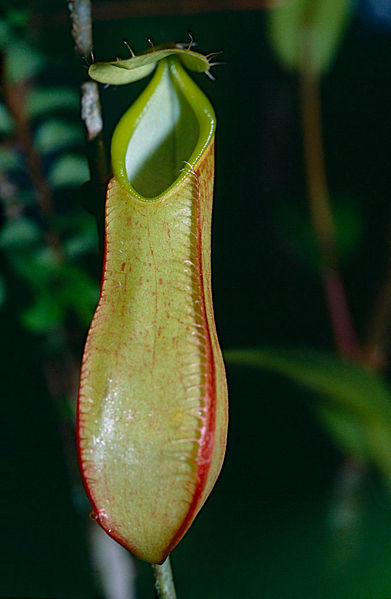 File:Pitcher Plant (Nepenthes tentaculata) (14667870636).jpg