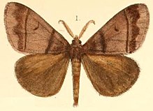 Pl.03-01-Euproctis cervina (Мур, 1879) (Баряза) .JPG