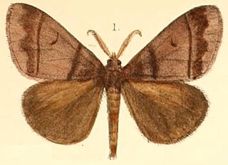 <i>Euproctis cervina</i> Species of moth