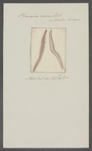 File:Planaria rosea - - Print - Iconographia Zoologica - Special Collections University of Amsterdam - UBAINV0274 105 09 0022.tif