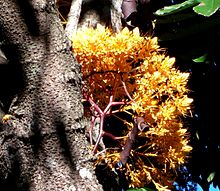 Plant growing in the Flecker Botanic Gardens, Cairns Queensland Plant 3a.jpg