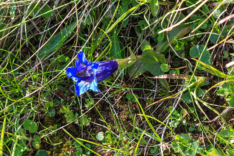 File:Plants from Sasso Adam 30.jpg