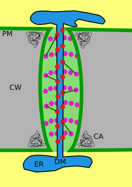 The structure of a primary plasmodesma. CW=cell wall, CA=callose, PM=plasma membrane, ER=endoplasmic reticulum, DM=desmotubule, Red circles=actin, Purple circles and spokes=other unidentified proteins Plasmodesmata structure.svg