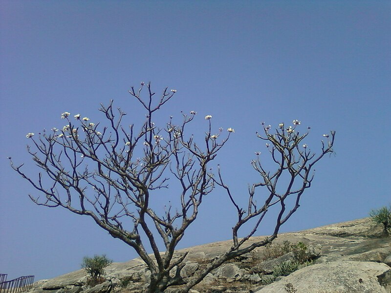 File:Plumeria rubra tree with flowers on Bodhikonda.jpg