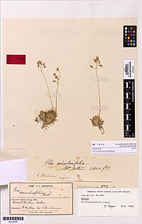 Poa acicularifolia Buchanan (AM AK1899).jpg