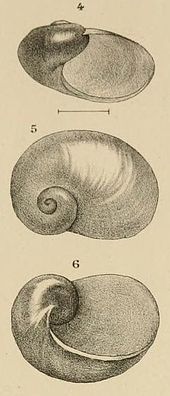 Illustration of Vitrina demissa drawn by Pollonera (1898) Pollonera Vitrina demissa BollMusZoolAnatCompTor V13.jpg