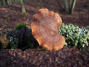 Descrizione dell'immagine Polyporus ciliatus.JPG.