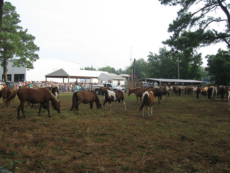 File:Pony Penning 2008 in Chincoteague 004.jpg