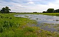 pool in a wet meadow at the Elbe