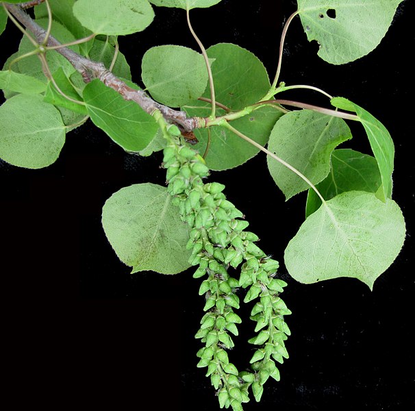 File:Populus tremuloides 15-p.bot-popu.tremul-31.jpg