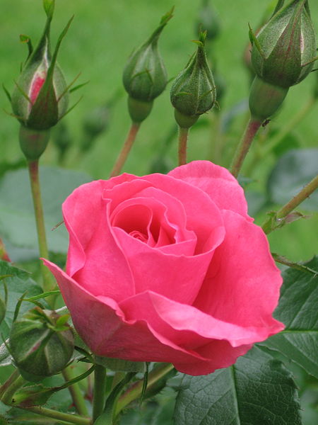 File:Portland OR InternationalRoseTestGarden.jpg