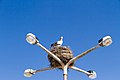 Storchennest in Faro, Portugal