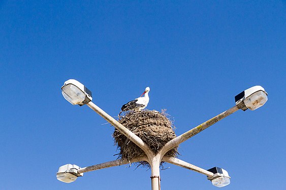 Storchennest in Faro, Portugal