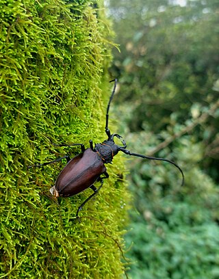 <i>Priotyrannus mordax</i> Species of beetle