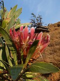 Miniatuur voor Bestand:Protea roupelliae subsp. roupelliae The Cavern 04.jpg