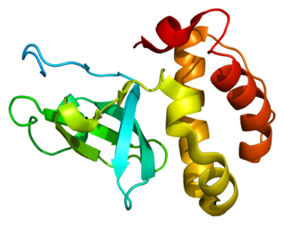 DNA (cytosine-5)-methyltransferase 3 beta, is an enzyme that in humans in encoded by the DNMT3B gene. Mutation in this gene are associated with immunodeficiency, centromere instability and facial anomalies syndrome.