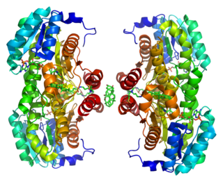 11β-Hydroxysteroid dehydrogenase type 1 protein-coding gene in the species Homo sapiens