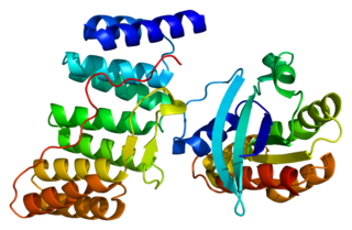 <span class="mw-page-title-main">RAC3</span> Mammalian protein found in Homo sapiens