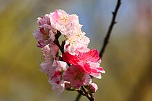 花色変異（源平咲き）をしているハナモモの花（群馬県みどり市）