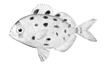 Silver driftfish, Psenes maculatus Psenes maculatus.jpg