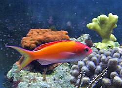 Pseudanthias dispar.jpg