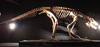 Thumbnail for Pseudhesperosuchus