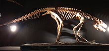 Pseudhesperosuchus.jpg