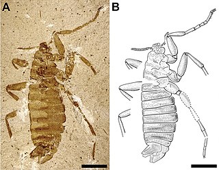 <span class="mw-page-title-main">Pseudopulicidae</span> Extinct family of stem-group fleas