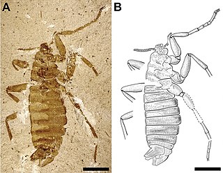 <span class="mw-page-title-main">Pseudopulicidae</span>