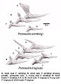 Cranial anatomy variations in Pteranodon species