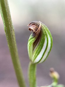 Pterostylis rubescens.jpg