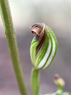 <i>Pterostylis rubescens</i> species of plant