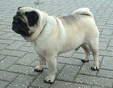 The gene pool of the 10,000 Pugs in the UK is the equivalent of only 50 individuals. Pug 600.jpg