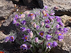 Pulsatilla halleri subsp. slavica