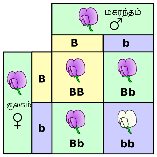 File:Punnett square mendel flowers-ta.svg