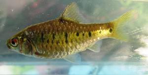 Barbodes semifasciolatus