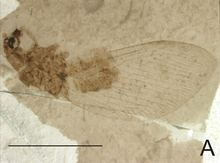 Puripolystoechotes pumilus,
Jiulongshan Formation Puripolystoechotes pumilus holotype fig1a.png