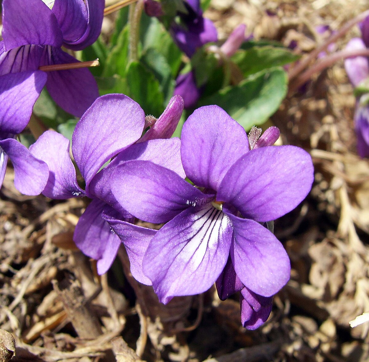 Purple Violet 1