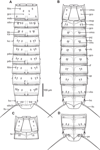 File:Pycnophyes ancalagon (10.7717-peerj.5653) Figure 13.png