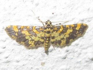 <i>Eurrhyparodes</i> Genus of moths