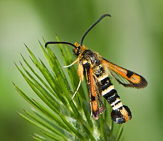 <i>Pyropteron minianiforme</i> Species of moth