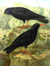 Illustration montrant un crave des Alpes et un crave à bec rouge debout sur des rochers.  Le plumage noir, les pattes rouges et les couleurs caractéristiques du bec sont évidents