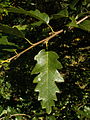 Quercus cerris 001.jpg